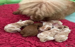 Toy Poodle dogs for sale: Tiny, rare parti poodle puppies. Red & white.  - Image 4