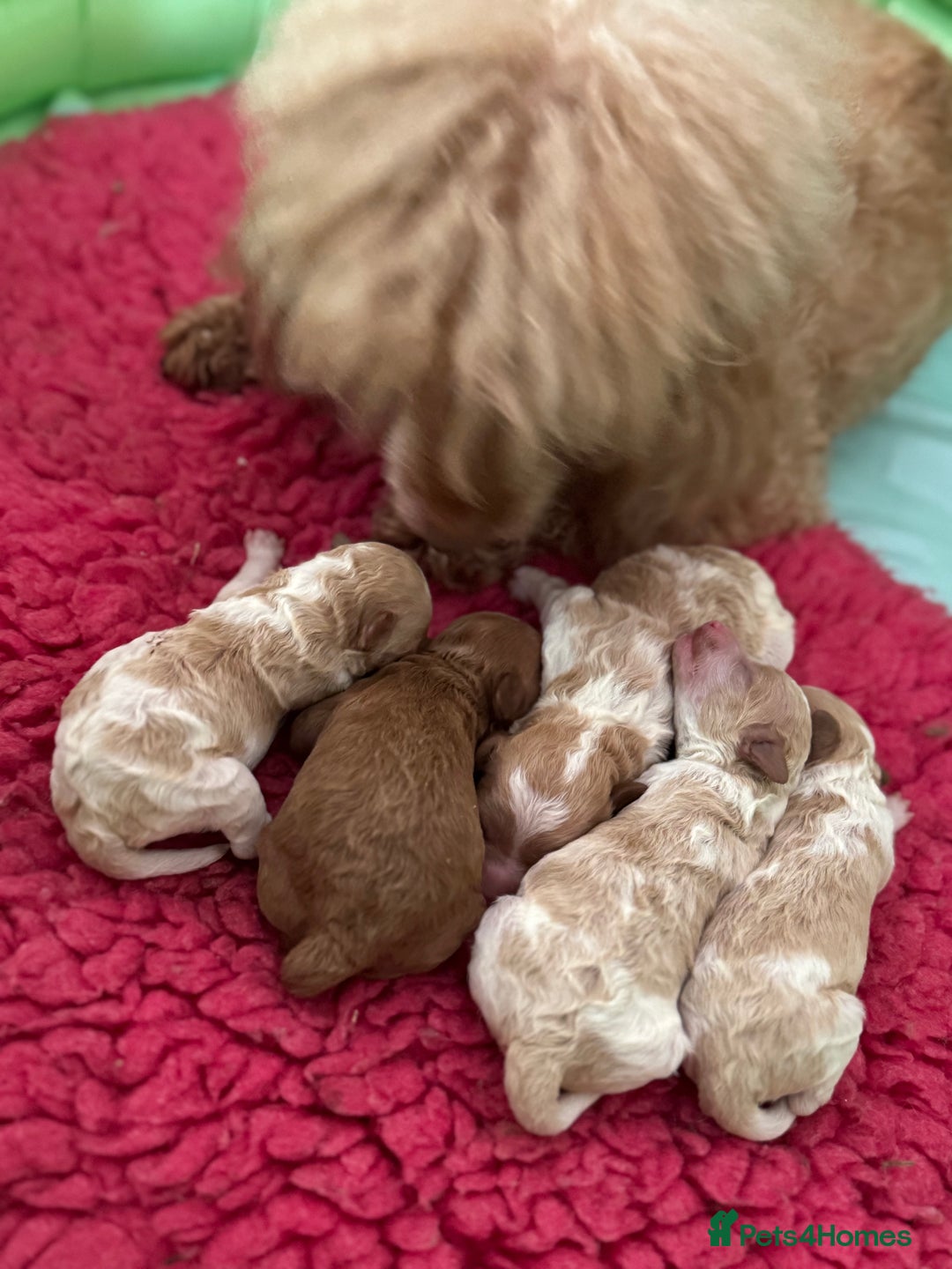 Toy Poodle dogs for sale: Tiny, rare parti poodle puppies. Red & white.  - Image 4