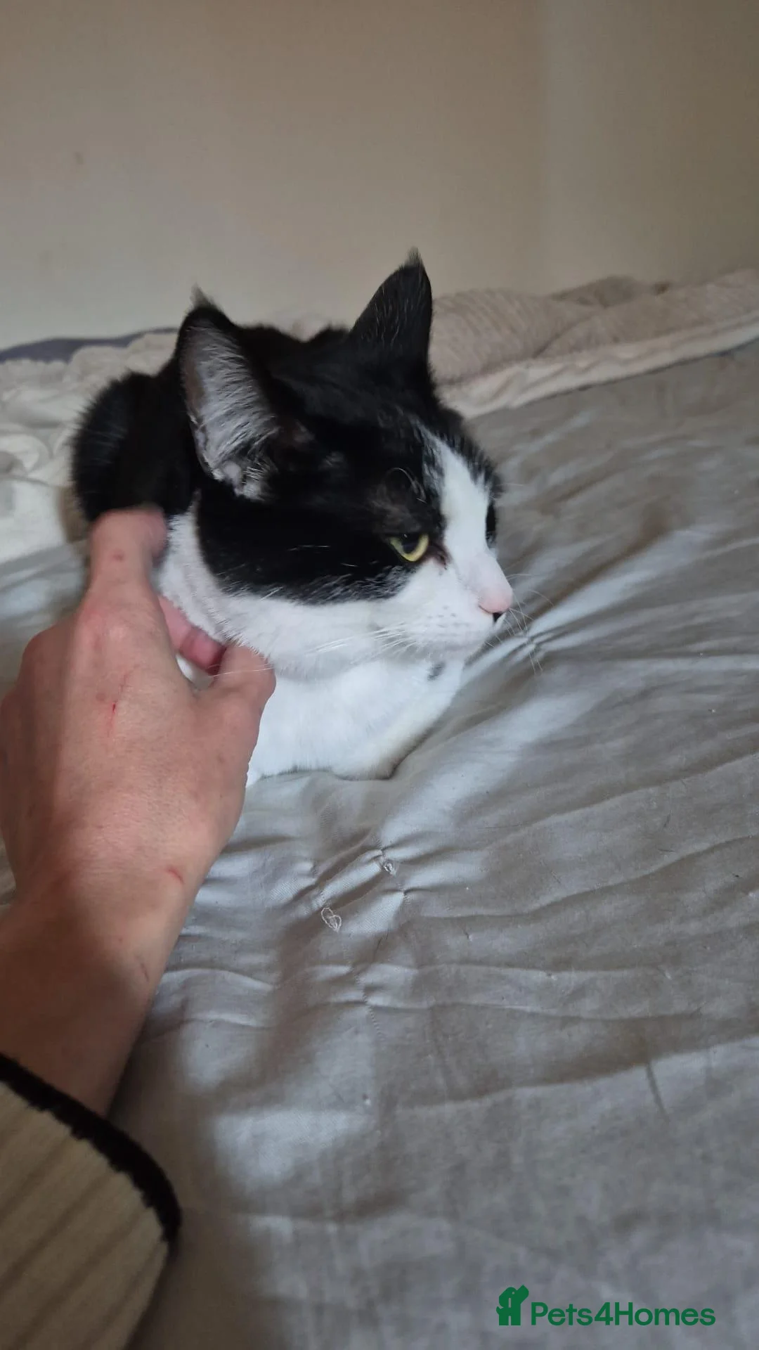 Mixed Breed cats for sale: 2 adult male cats  in Derby - Advert 5