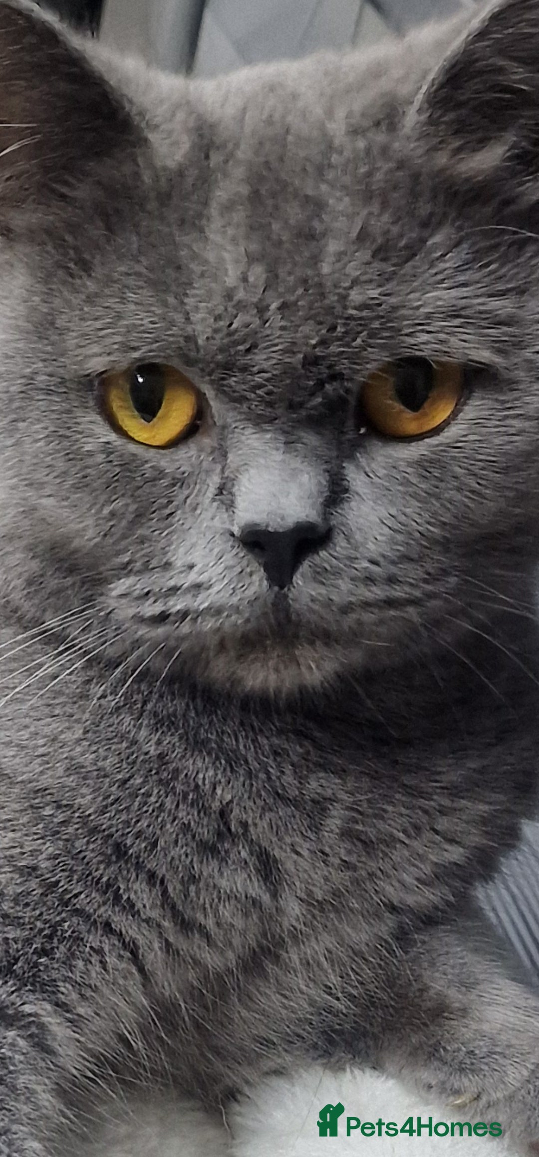 British Shorthair cats for sale: Champion Gccf chunky kittens  - Advert 12
