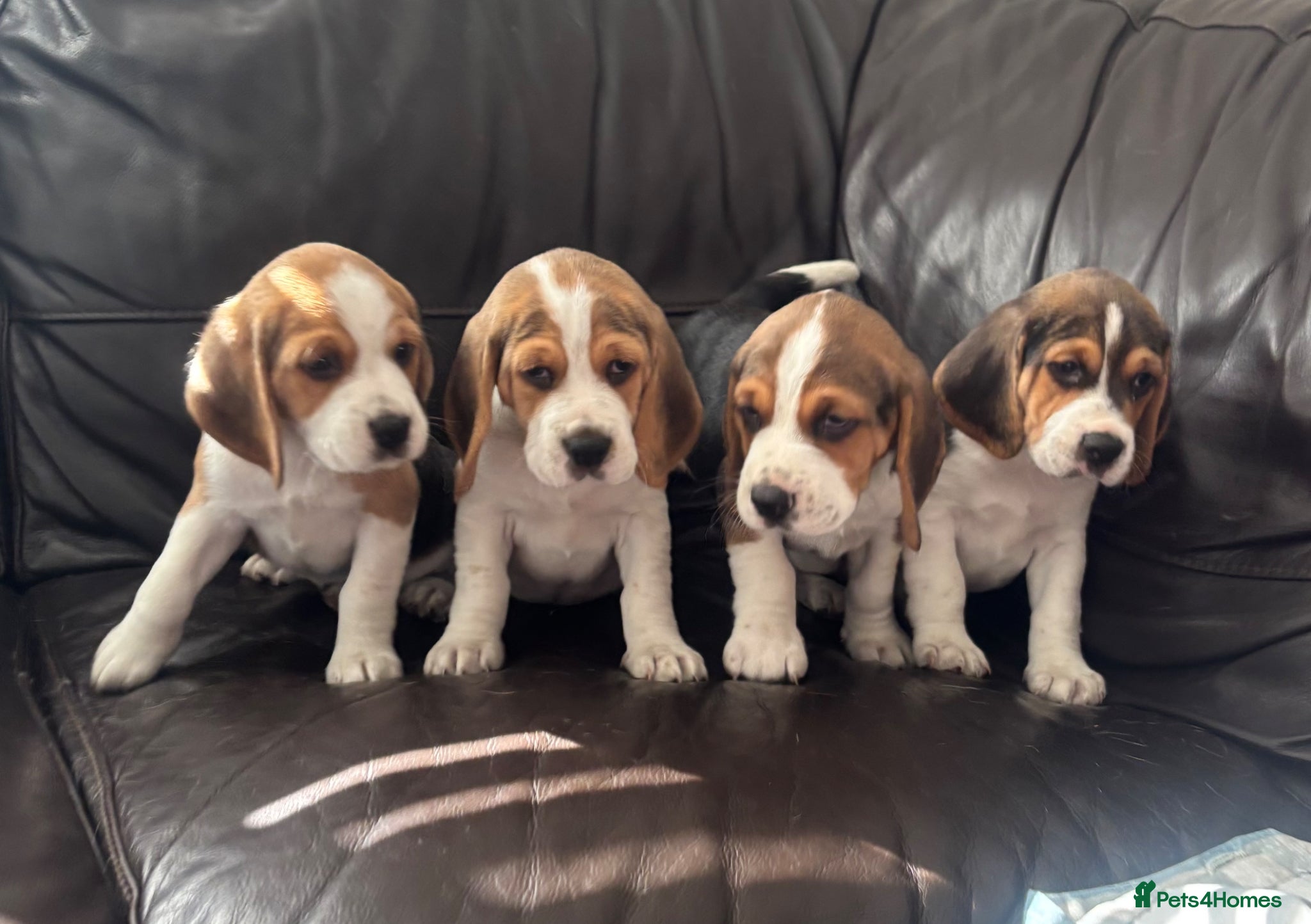 Beagle dogs Stunning Beagle puppies  - Advert 1