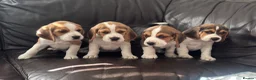 Beagle dogs for sale: Beautiful Beagles(ready now) - Advert 16