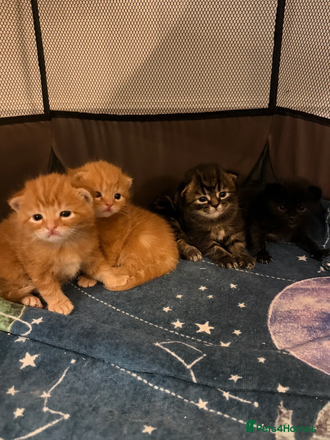 Mixed Breed cats for sale: Kittens - Advert 1