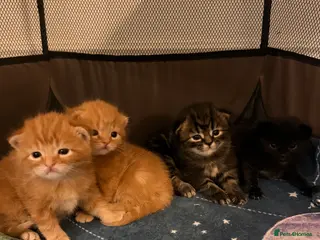 Mixed Breed cats Kittens - Advert 1