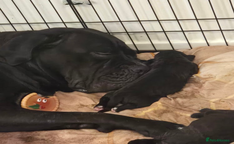 Cane Corso dogs - Advert 2