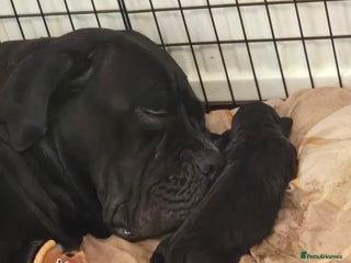 Cane Corso dogs - Advert 10