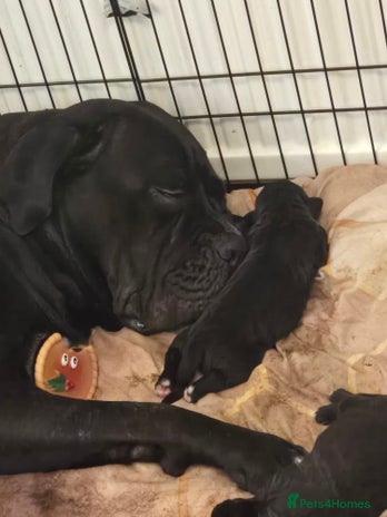 Cane Corso dogs - Advert 16