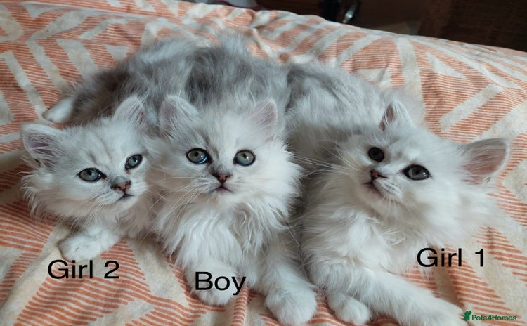 Persian cats - Advert 16