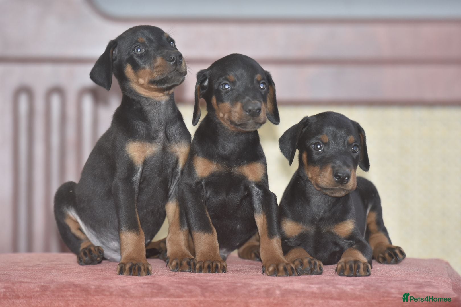 Dobermann dogs Excellent dobermann puppies  - Advert 2