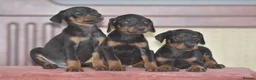 Dobermann dogs for sale: Excellent dobermann puppies  - Advert 2