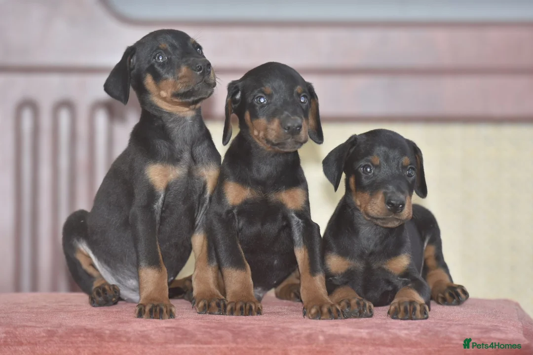 Dobermann dogs for sale: Excellent dobermann puppies  - Advert 2