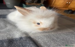 English Lop rabbits for sale: Beauitful Double Mane lop and dwarf double mane in Spalding - Image 18