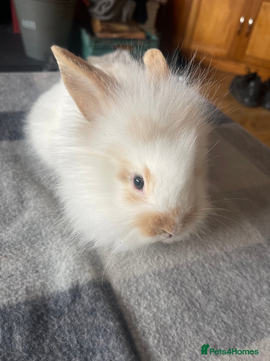 English Lop rabbits for sale: Beauitful Double Mane lop and dwarf double mane in Spalding - Image 18