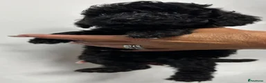 Cockapoo 1