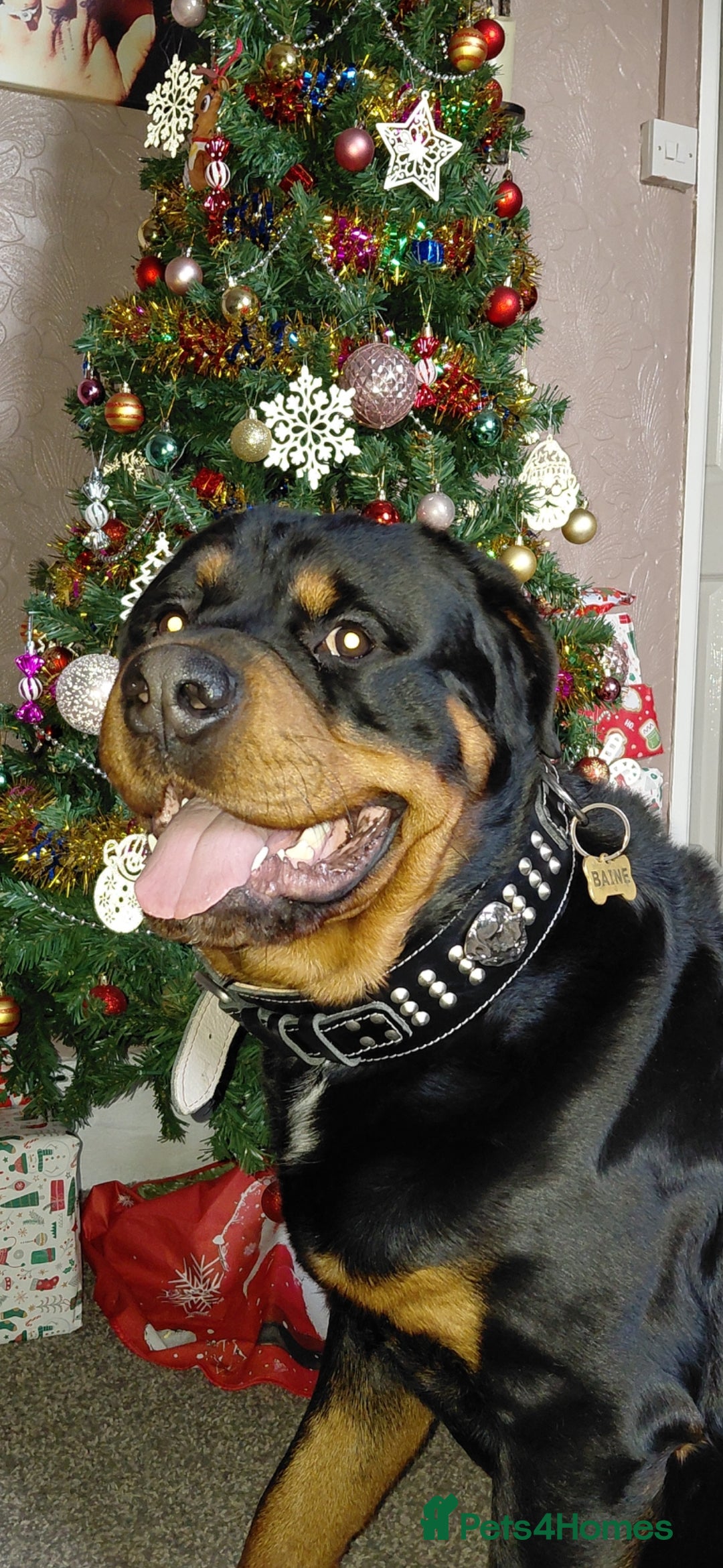 Rottweiler dogs for sale: Gorgeous boy 2 yr old rottweiler  - Advert 4