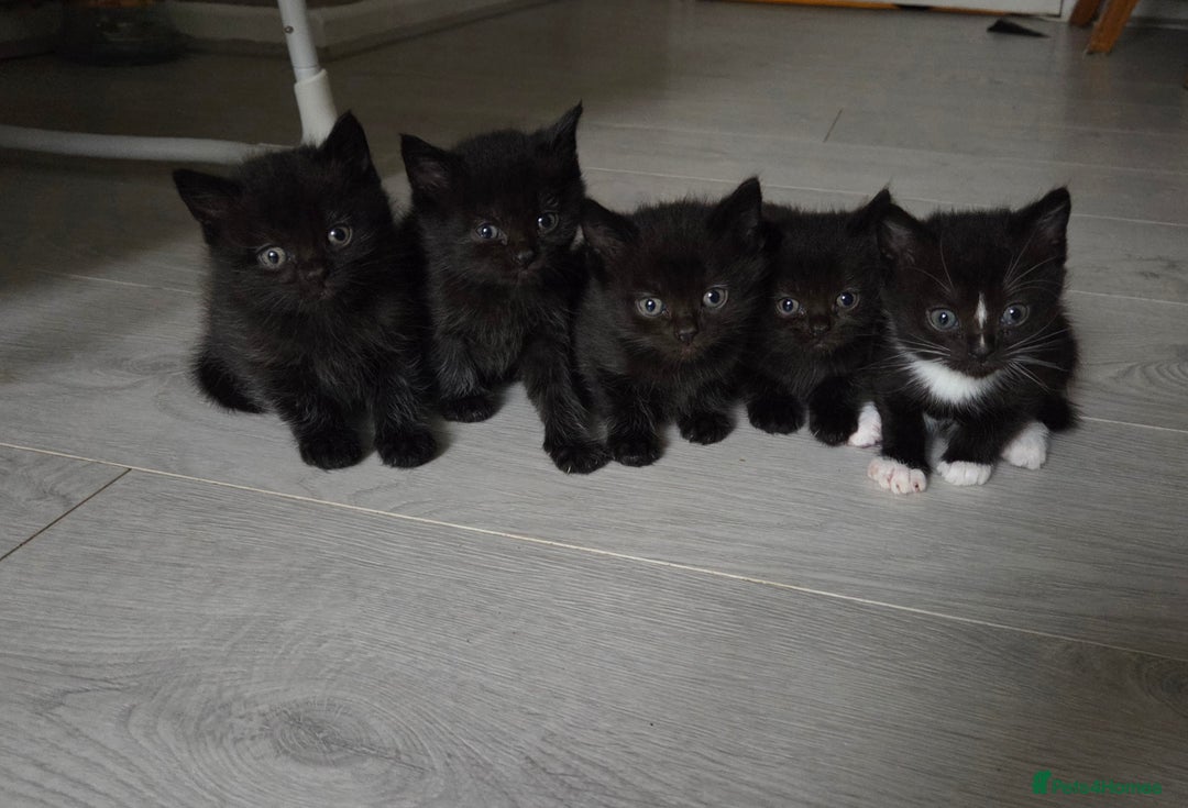 British Shorthair cats for sale: Half british shorthair kittens for sale - Image 2