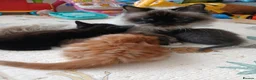 Himalayan cats for sale: Beautiful kittens  - Advert 10