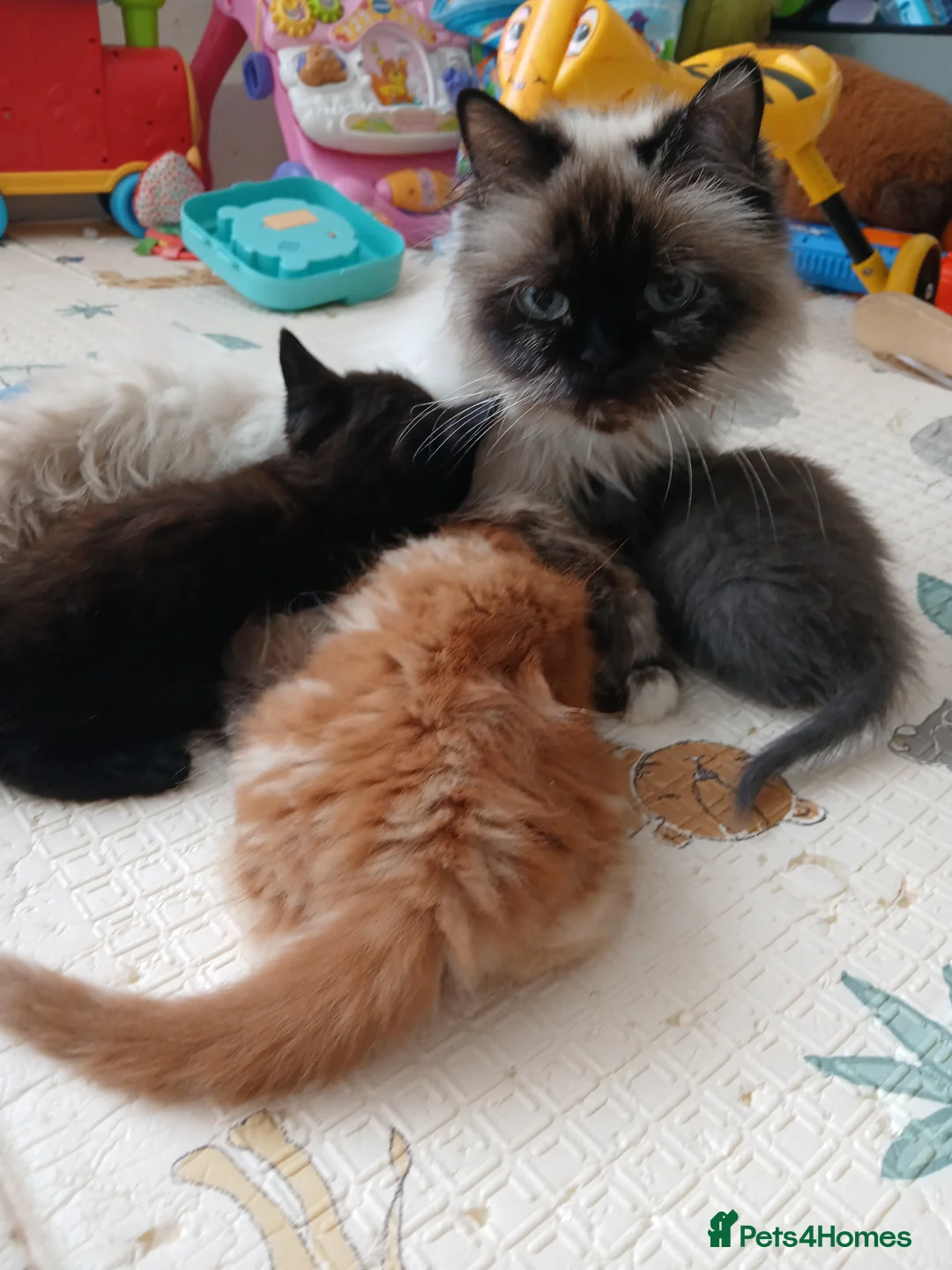 Himalayan cats for sale: Beautiful kittens  - Advert 10