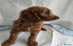 Goldendoodle dogs for sale: 👑Superb Rare Toy/Mini Deepest Red Goldendoodles👑 - Image 10