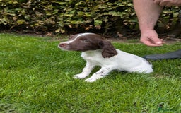 English Springer Spaniel dogs for sale: FTCH x OFTAW Springer Spaniel Puppies - Image 3