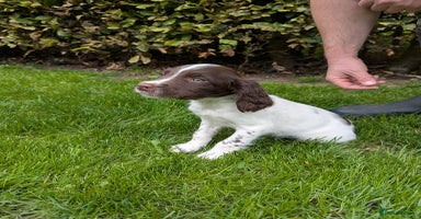 English Springer Spaniel dogs - Advert 1