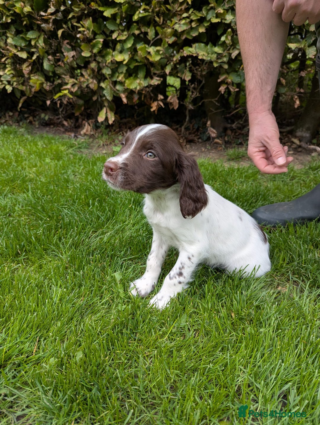 English Springer Spaniel dogs for sale: FTCH x OFTAW Springer Spaniel Puppies - Image 3