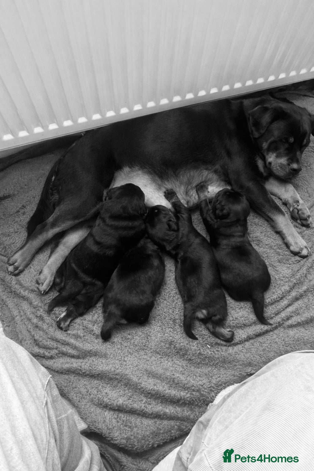 Rottweiler dogs Beautiful Chunky Rottweiler Puppys - Advert 2