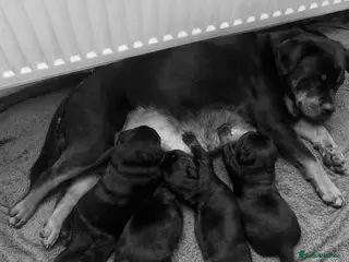 Rottweiler dogs Beautiful Chunky Rottweiler Puppys - Advert 2