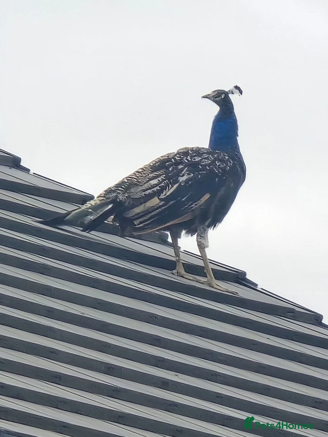 Peafowl poultry for sale: Mixed peacocks and hens  in Rotherham - Advert 2