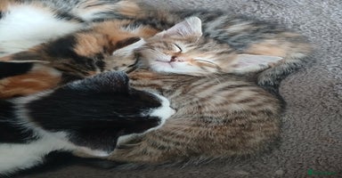 Mixed Breed cats - Advert 10