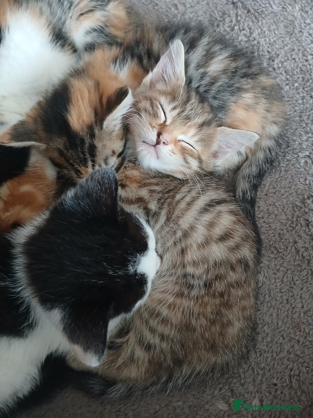 Mixed Breed cats for sale: 6 beautiful kittens - Image 3