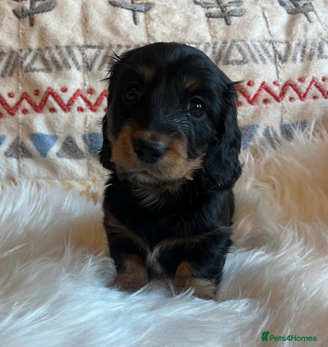 Miniature Dachshund dogs for sale: Beautiful  KC Mini L/H dachshund puppies - Advert 5
