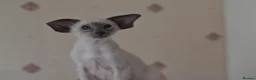 Siamese cats for sale: Tica Registered Blue Siamese Boy for reservation - Advert 2