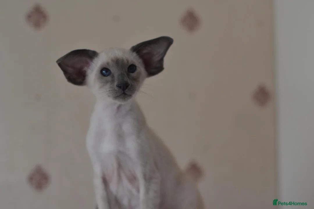 Siamese cats for sale: Tica Registered Blue Siamese Boy for reservation - Advert 2
