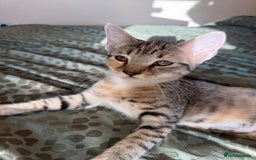 Bengal cats for sale: Gorgeous bengal cross kittens available now  - Image 1