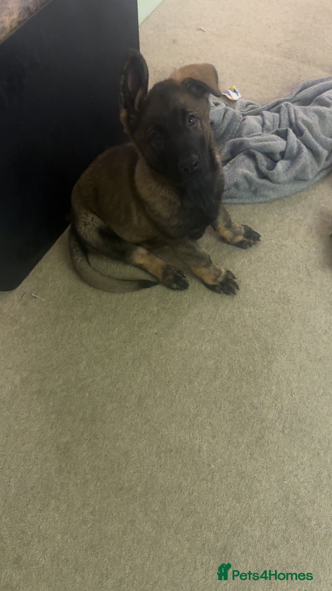 German Shepherd dogs for sale: Last female German shepherd pup kc reg working p - Advert 4