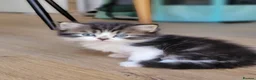 Scottish Fold cats for sale: Beautiful and healthy  Scottish fold mixed - Advert 29