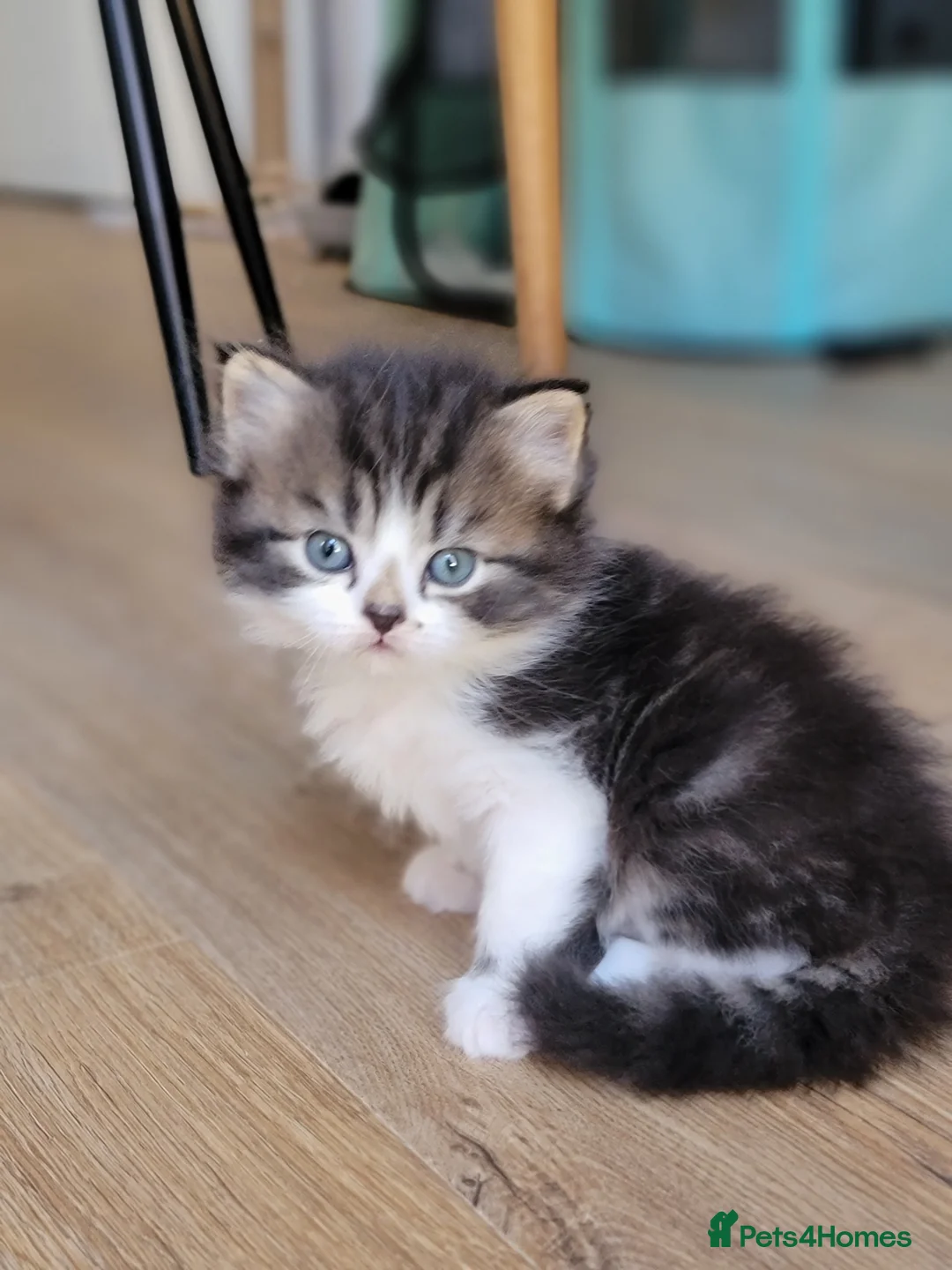 Scottish Fold cats for sale: Beautiful and healthy  Scottish fold mixed - Advert 29