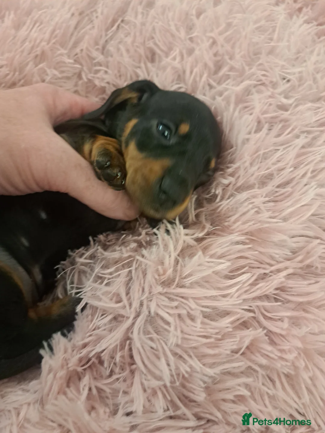 Miniature Dachshund dogs for sale: Minature Dachshund Puppies 1 boy remaining - Advert 7