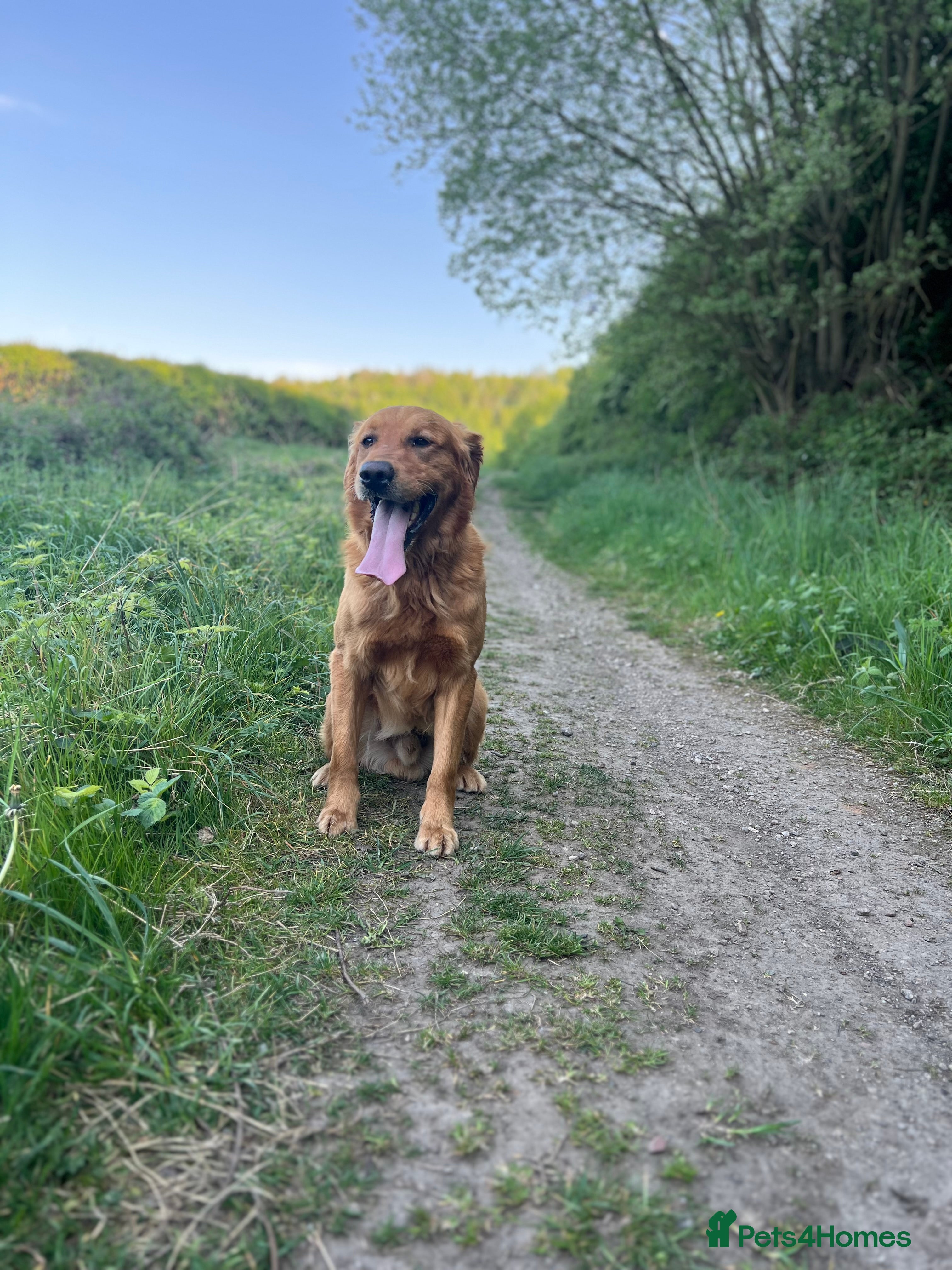 Golden Retriever dogs Hip & elbow scored health tested proven stud boy  in Barnsley - Advert 5