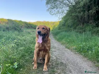 Golden Retriever dogs Hip & elbow scored health tested proven stud boy in Barnsley - Advert 18