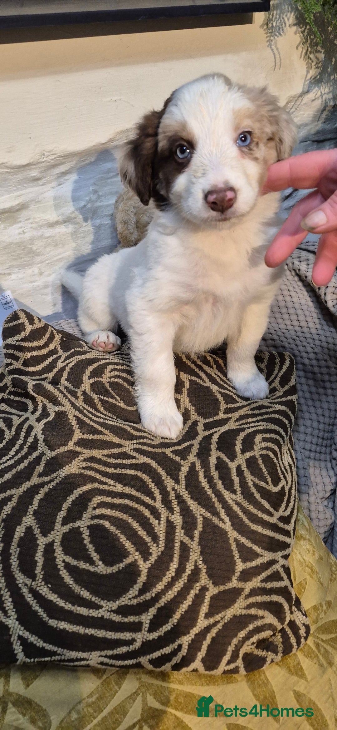 Border Collie dogs for sale: Blue Merles puppies  - Advert 19