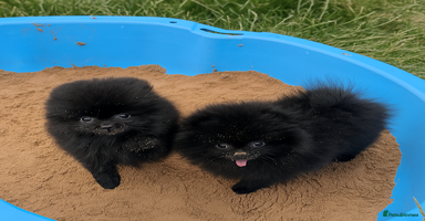 Pomeranian dogs - Advert 4