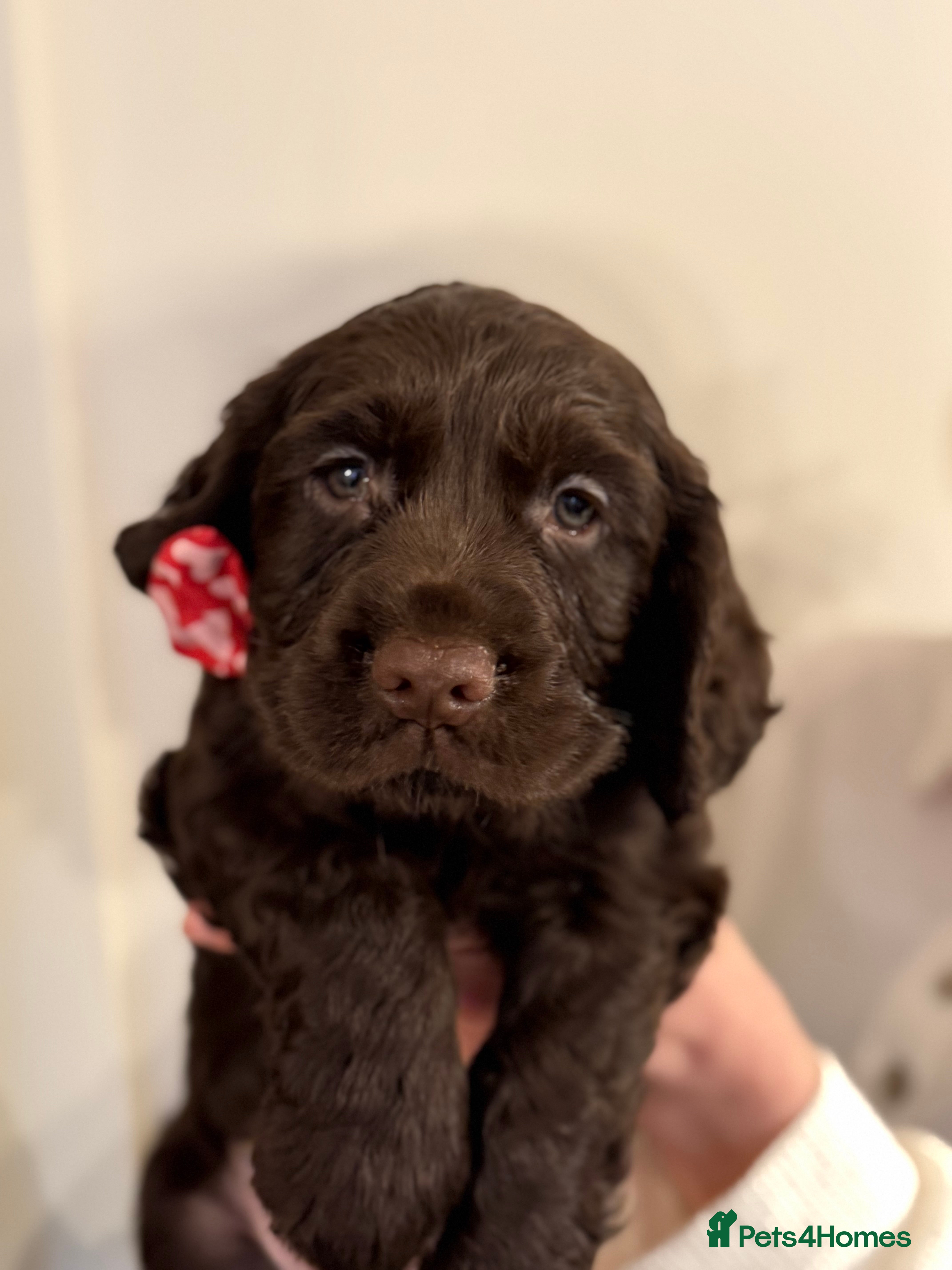 Cocker Spaniel dogs Working Cocker spaniel puppies  - Advert 15