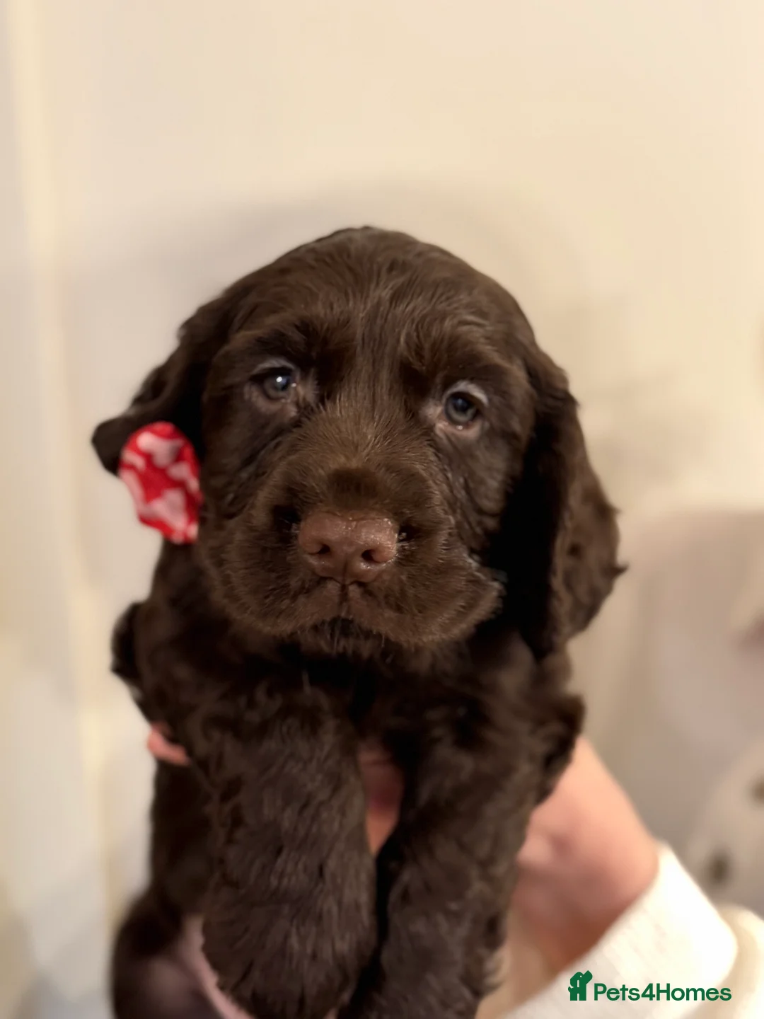 Cocker Spaniel dogs for sale: KC reg Working Cockers. Health checked & ready now - Advert 2