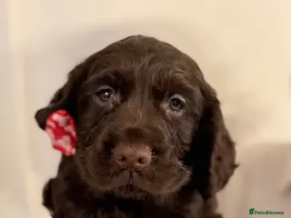 Cocker Spaniel dogs Working Cocker spaniel puppies - Advert 15