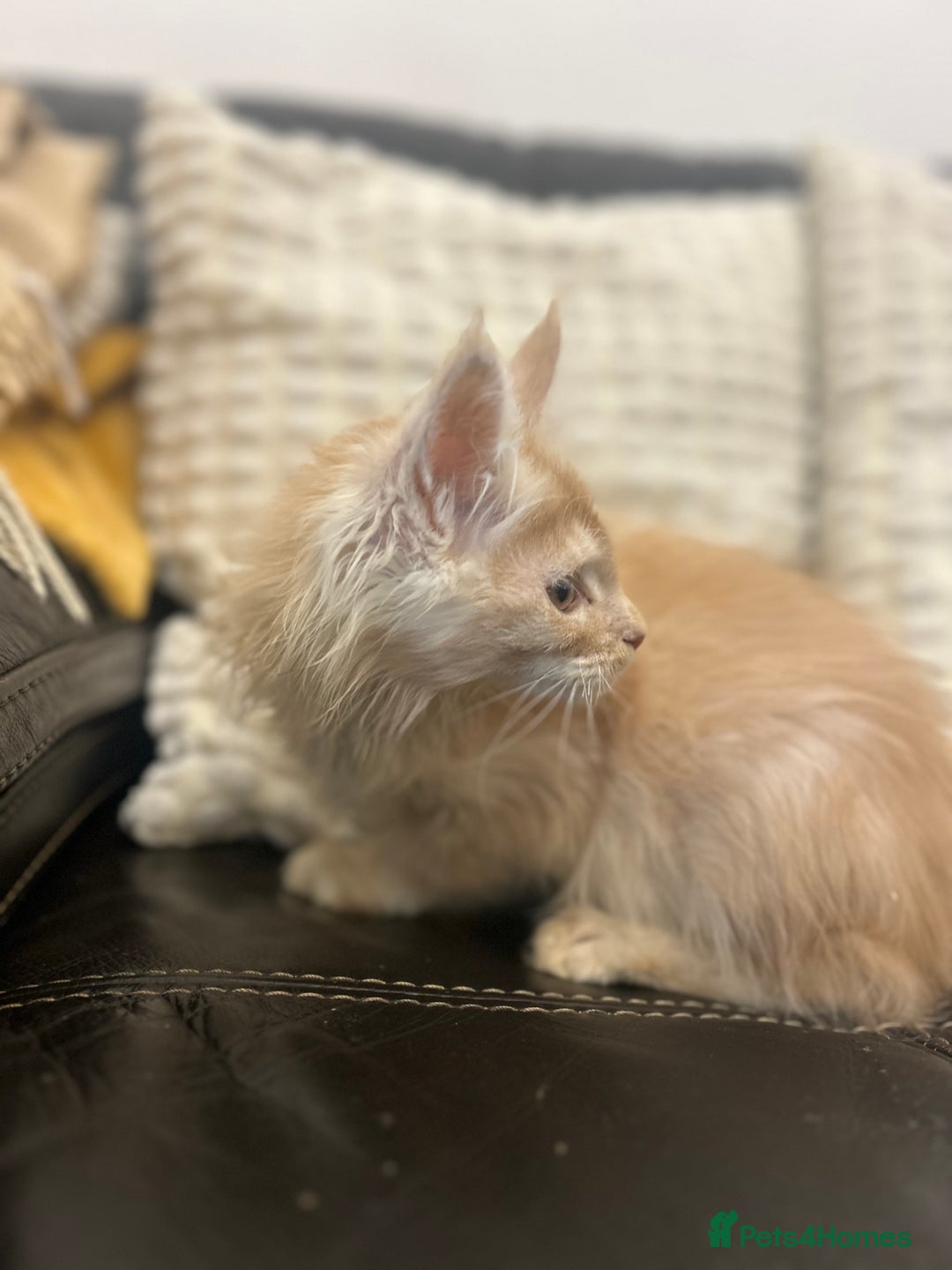 Maine Coon cats for sale: Stunning Mainecoon kittens  - Advert 31