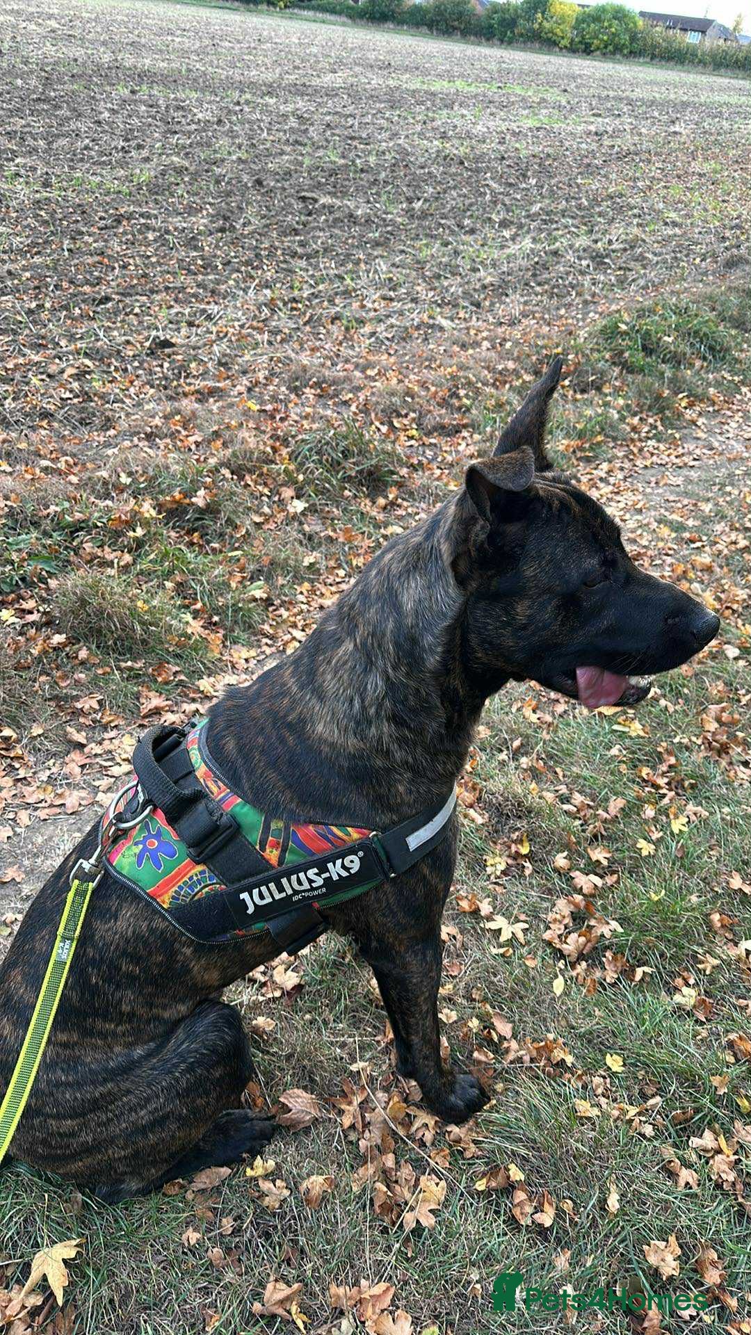 Mixed Breed dogs for sale: Belgian malinois x presa canario boy - Advert 4
