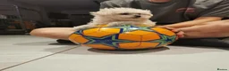 Maltipoo dogs for sale: Maltipoo F1 Toy Size, KC Parents, DNA Tested Clear - Advert 8