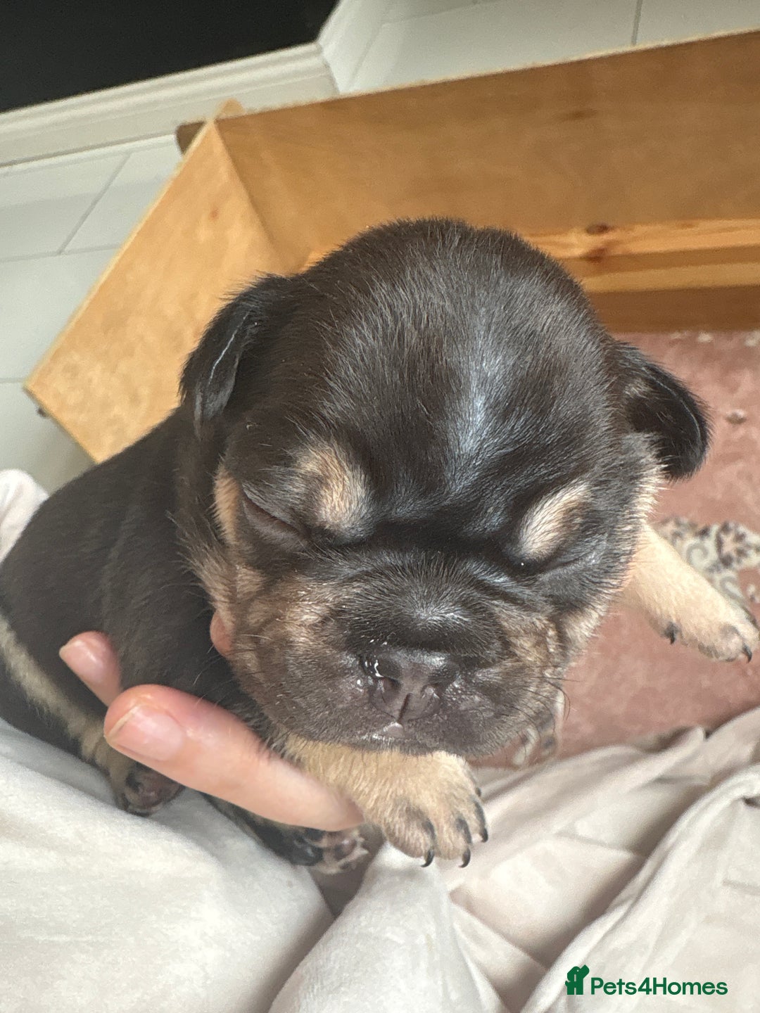French Bulldog dogs for sale: Beautiful litter of French bulldog pups DWKC  - Advert 7